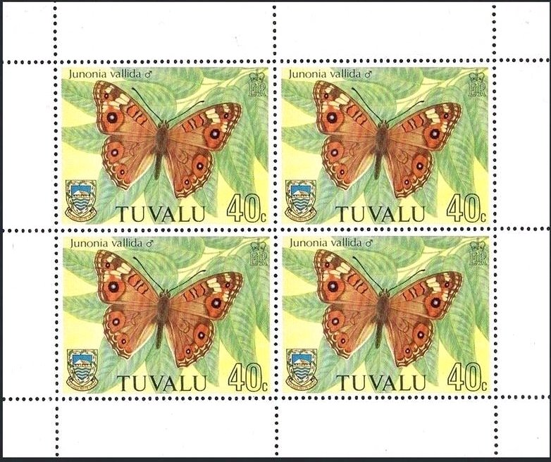 Meadow Argus (Junonia villida)