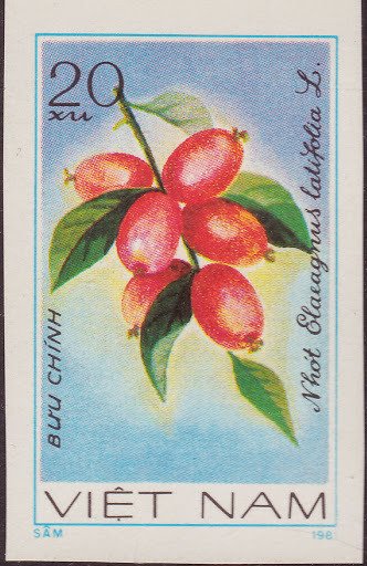 Oleaster (Elaeagnus latifolia)