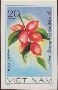 Stamp, Oleaster (Elaeagnus latifolia), Vietnam,  , Fruits