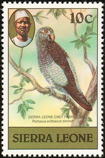 Timneh Parrot (Psittacus timneh)