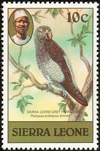 Stamp, Timneh Parrot (Psittacus timneh), Sierra Leone,  , Birds, Animals (Fauna)