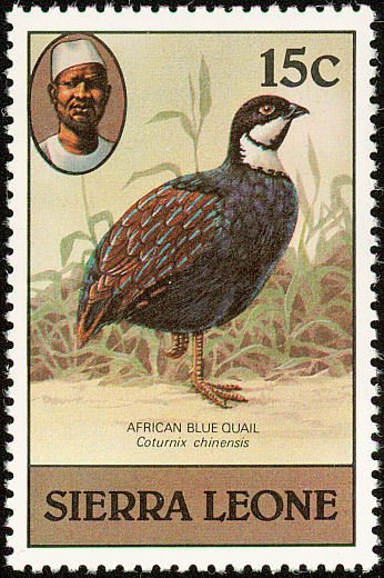 Blue Quail (Excalfactoria adansonii)