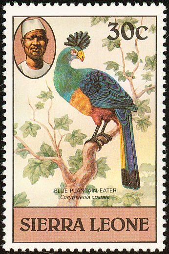 Great Blue Turaco (Corythaeola cristata)
