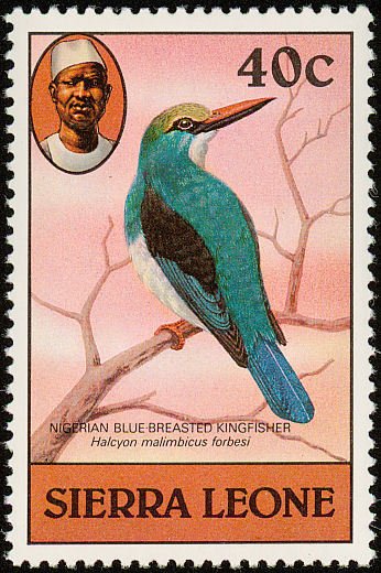 Blue-breasted Kingfisher (Halcyon malimbica)