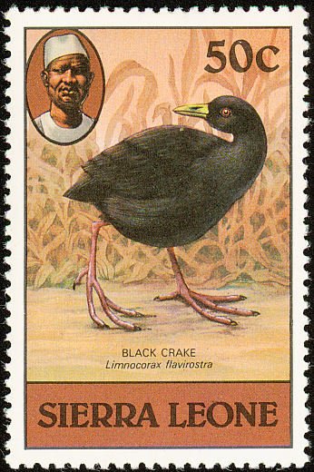 Black Crake (Zapornia flavirostra)