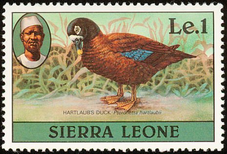 Hartlaub's Duck (Pteronetta hartlaubii)