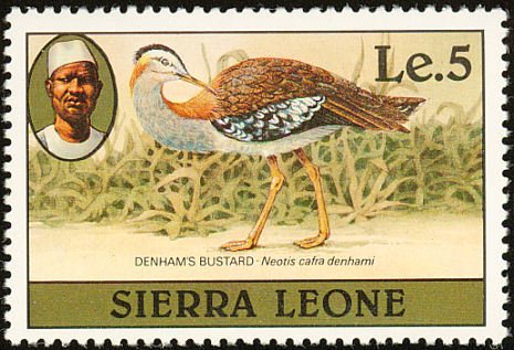 Denham's Bustard (Neotis denhami)