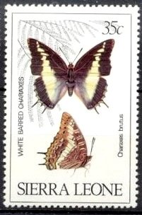 White-barred Charaxes (Charaxes brutus)