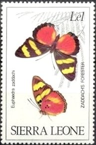 Zaddach's Mimic Forrester (Euphaedra zaddachi)