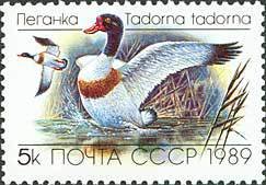 Stamp, Common shelduck (Tadorna tadorna), Soviet Union, USSR,  , Birds, Ducks, Animals (Fauna)