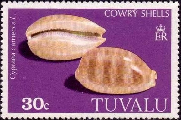 Carnelian Cowry (Cypraea carneola)