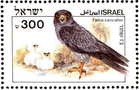 Sooty Falcon (Falco concolor)