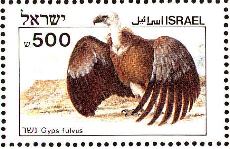 Griffon Vulture (Gyps fulvus)