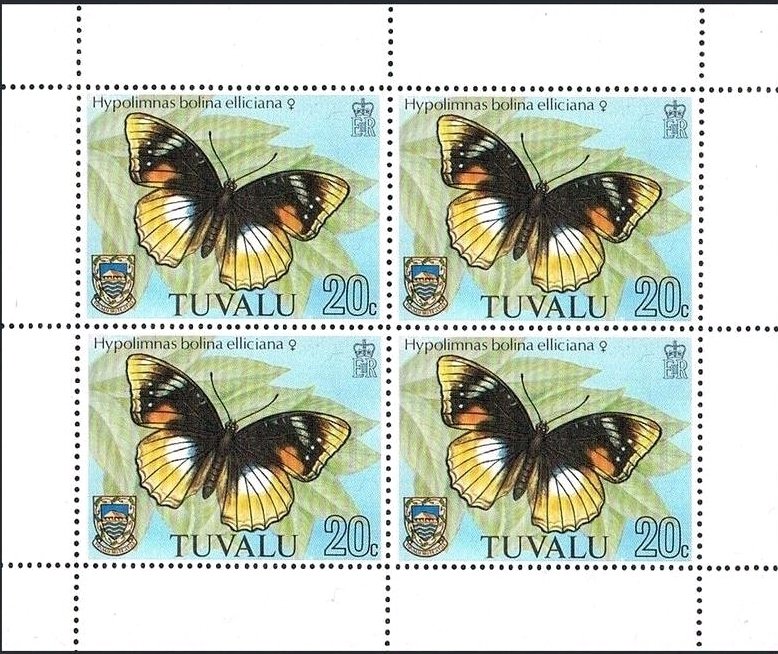Common Eggfly (Hypolimnas bolina ssp. elliciana)