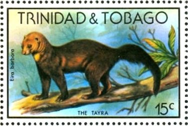 Tayra (Eira barbara)