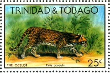Ocelot (Felis pardalis)