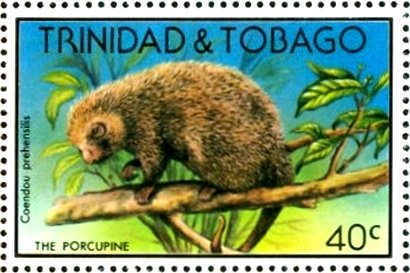 Brazilian Porcupine (Coendou prehensilis)
