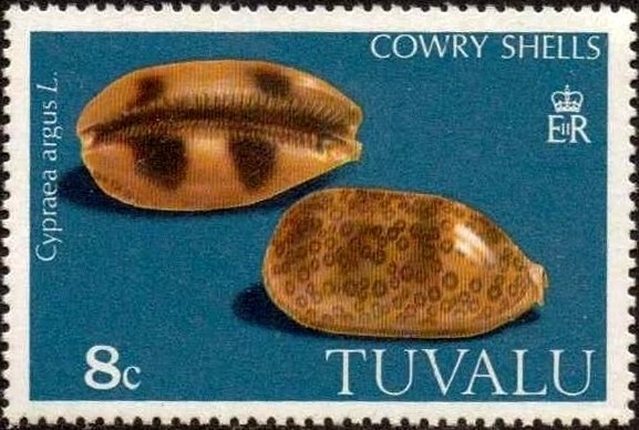 Eyed Cowry (Cypraea argus)