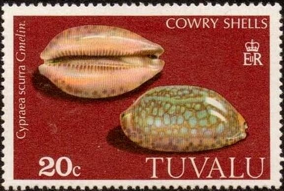 Jester Cowry (Cypraea scurra)