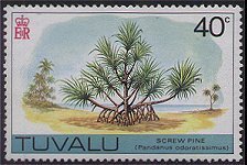 Pandanus Tree