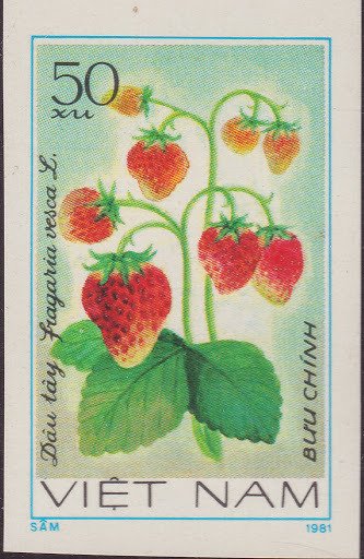 Strawberries (fragaria Vesca)
