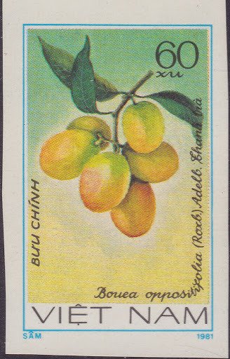 Bouea Oppositifolia