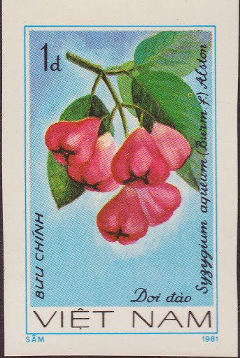 Rose Apple (syzygium Aqueum)