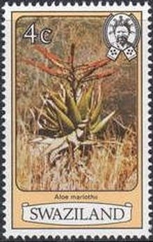 Aloe marlothii