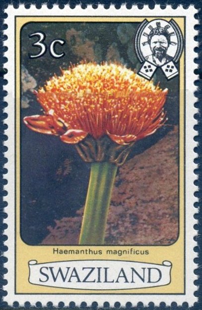 Haemanthus magificus