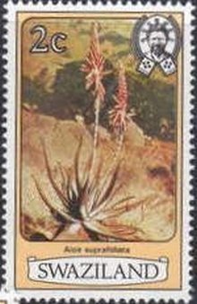 Aloe suprafoliata