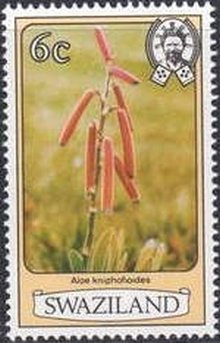 Aloe kniphofioides