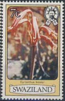 Cyrtanthus bicolor