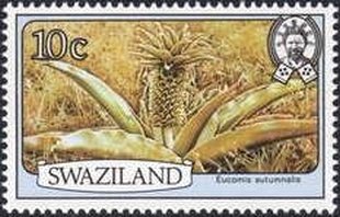 Stamp, Eucomis autumnalis, Swaziland,  