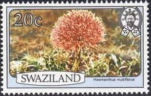 Haemanthus multiflorus