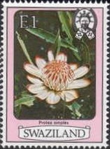 Protea simplex