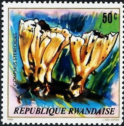 Gomphus stereoides