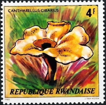 Cantharellus cibarius