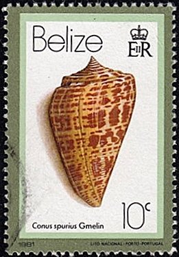 Stamp, West Indian Alphabet Cone (Conus spurius), Belize,  , Shells