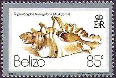 (Tripterotyplis triangularis)