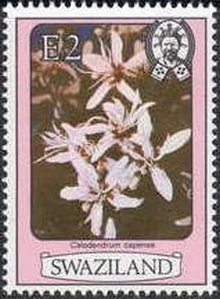 Calodendrum capense