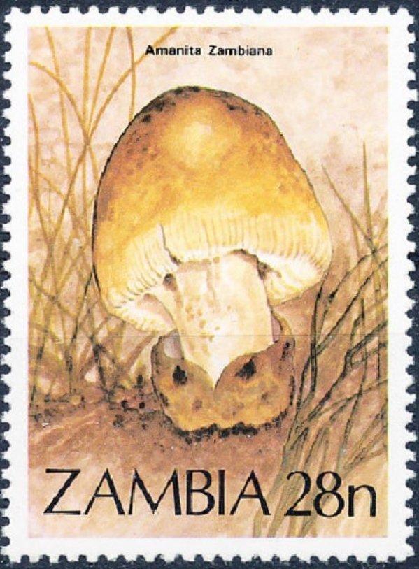 Amanita zambiana