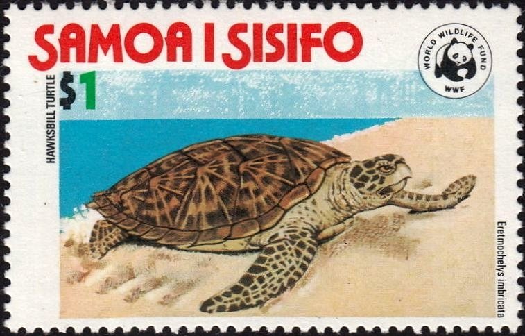 Hawksbill Turtle (Eretmochelys imbricata) 