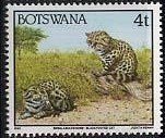 Blackfooted cat