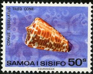 Tiled Cone (Conus inscriptus)