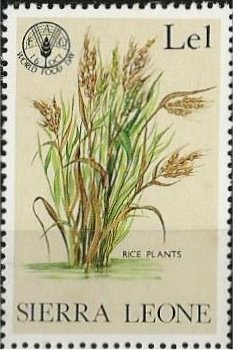 Rice plants