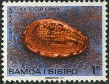 Thick-edged Cowry (Cypraea caurica)