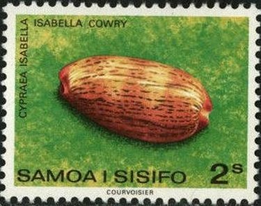 Isabella Cowry (Cypraea isabella)