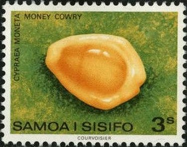 Money Cowry (Cypraea moneta)