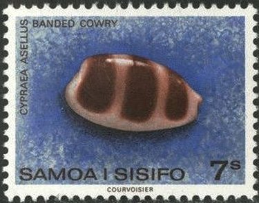 Banded Cowrie (Cypraea asellus)