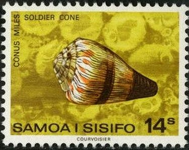 Soldier Cone (Conus miles)